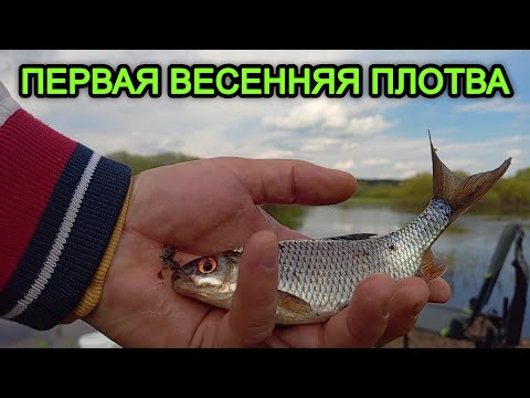 Видео: Весенняя плотва. Рыбалка на Березине. Рыбалка в Беларуси.