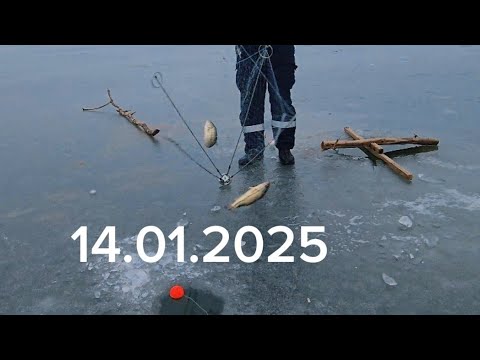 Видео: Ловлю судаков на хапугу. #рыбалка #fishing #낚시 #carpfishing #carp #паукподъемник