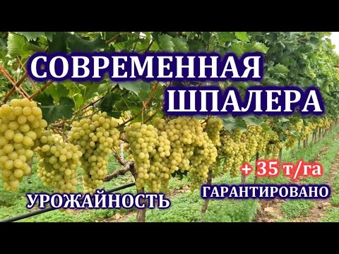 Видео: СОВРЕМЕННАЯ V -образная ШПАЛЕРА, ВСЕ ДЕТАЛИ, ПОЛНЫЙ ОБЗОР,  ПОЛУЧАЙТЕ 35 ТОНН С ГЕКТАРА !