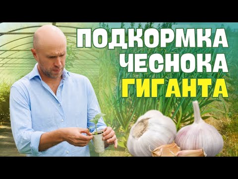 Видео: ПОДКОРМКА чеснока. Схема подкормки для РЕКОРДНОГО УРОЖАЯ