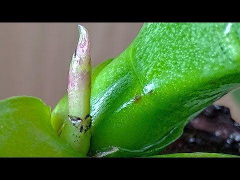 Видео: РАЗБУДИ орхидеи СРАЗУ! КОРНИ тянутся в горшок, ЦВЕТОНОСЫ с пазух! БОРНАЯ 💊 польза В ПОЛИВ орхидеи!