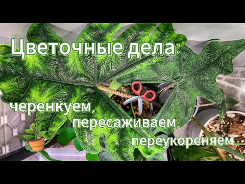 Видео: Цветочные дела: пересаживаем и черенкуем растения💚