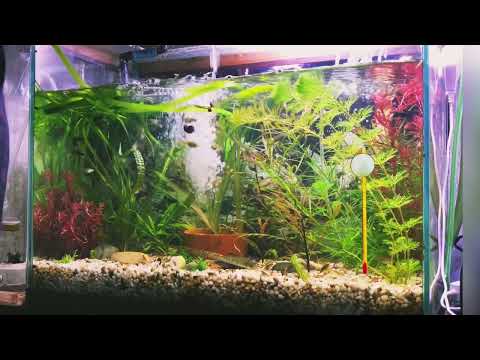 Видео: Рождения меченосцев +подмена воды у гуппи 🌊🌿🐟