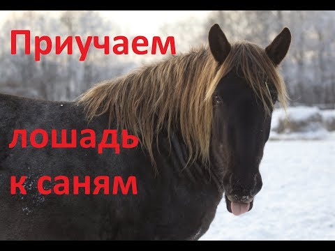 Видео: Приучаем лошадь к саням и оглоблям.