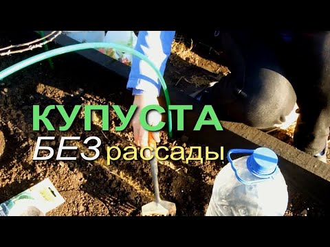 Видео: Выращивание КАПУСТЫ БЕЗ Рассады! НАДЕЖНЫЙ и ПРОВЕРЕННЫЙ СПОСОБ! Советы от ЗЕЛЕНОГО ОГОРОДА!