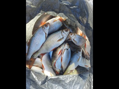 Видео: Ловлю плотву на Красном озере. Закрываю зимний сезон)))