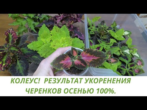 Видео: Обзор! Черенки Колеуса отлично укоренились! Какой уход нужен для роста и развития Колеуса.