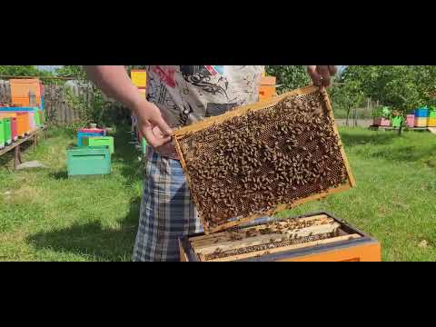 Видео: Как отработал бакфаст б51 на майском взятке.