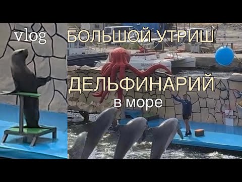 Видео: Vlog/ЕДЕМ В БОЛЬШОЙ УТРИШ/ДЕЛЬФИНАРИЙ В ОТКРЫТОМ МОРЕ 🐬