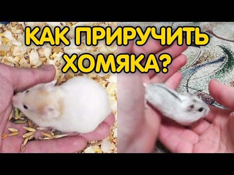 Видео: Как приручить хомяка к рукам если он боится и кусается? Приручение хомяка