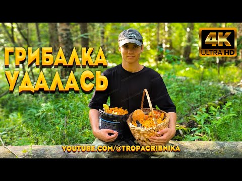 Видео: Племянник Из Москвы Был В ШОКЕ От Такого Количества Грибов. Подосиновики, Лисички И Маслята.