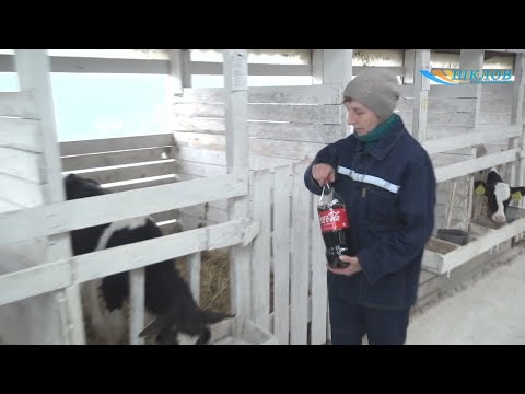 Видео: Популярный газированный напиток для телят