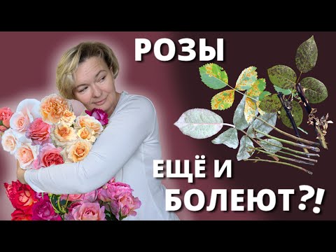 Видео: ЧЕМ БОЛЕЮТ РОЗЫ? Обзор болезней роз для новичков.🌹🤕 5 марта 2025 г.