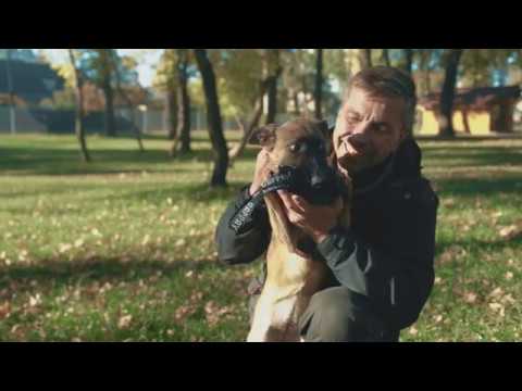 Видео: Вся правда о малинуа "Vyatkins' Malinois"