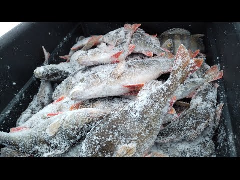 Видео: Выход крупного окуня на блесну зимой. Ловля окуня на балансир. Ловля зимой на блесну. Ильмень.