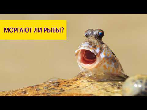 Видео: Моргают ли рыбы? Илистые прыгуны. Наталья Носова.