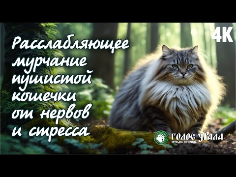 Видео: Расслабляющее мурчание пушистой кошечки от нервов и стресса 4K | Relax Cat Purr