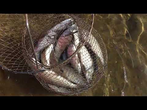 Видео: Имандра  о Питкуль  Сиг