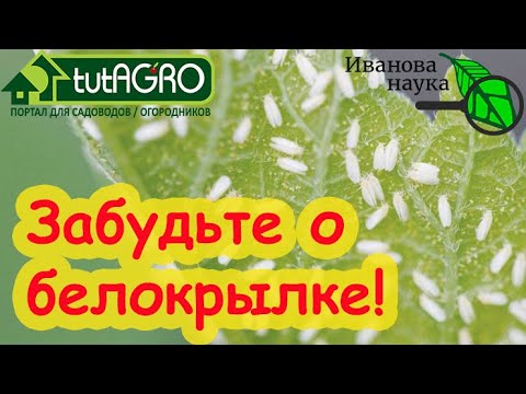 Видео: Всего 3 опрыскивания и вы забудете о белокрылке НАВСЕГДА! АВТОРСКАЯ СХЕМА БОРЬБЫ С БЕЛОКРЫЛКОЙ.