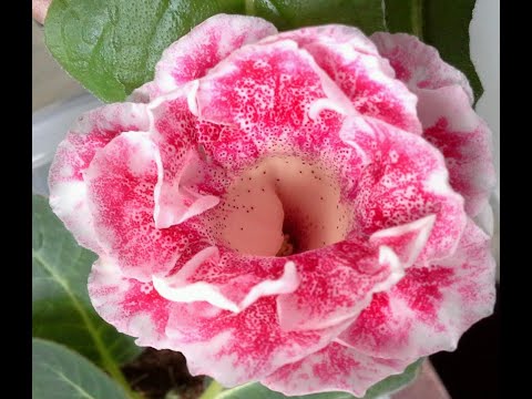 Видео: Пасынки Глоксиний