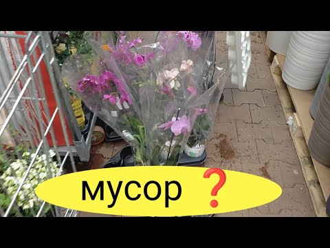 Видео: Пришла за красотой, а увидела УЖАС😱: Что происходит с уцененными орхидеями?"