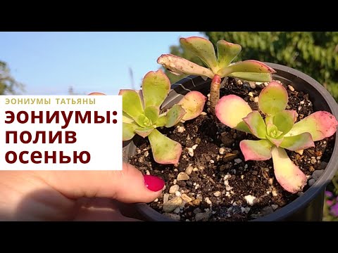 Видео: Эониумы полив осенью