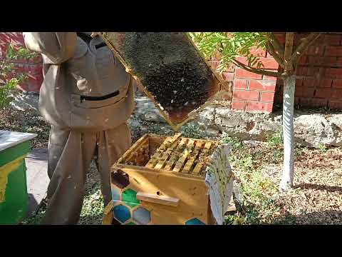 Видео: кубань, пчелки, сезон радует!