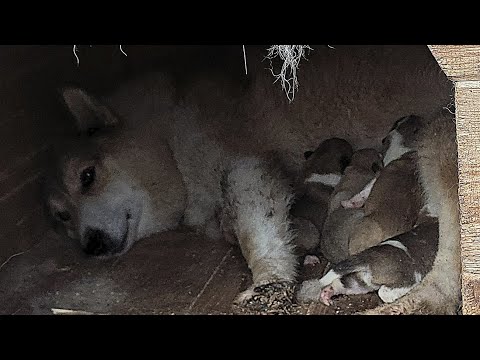 Видео: Щенкам пять дней 