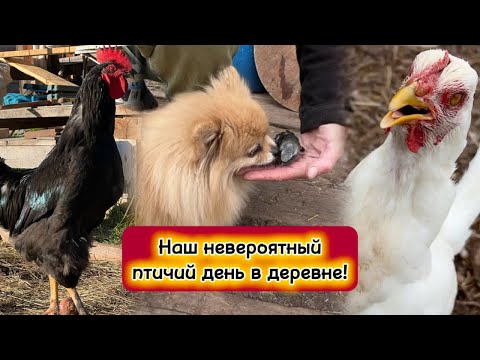 Видео: Наш невероятный птичий день в деревне!