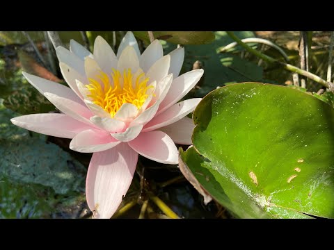 Видео: Как правильно выращивать нимфеи