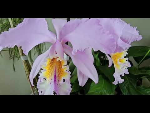 Видео: Цветение Орхидей в Мае 2025  Cattleya mossiae  , Cattleya purpurata,  Vanda, Phaleonops