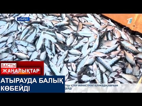 Видео: АТЫРАУДА БАЛЫҚ КӨБЕЙДІ