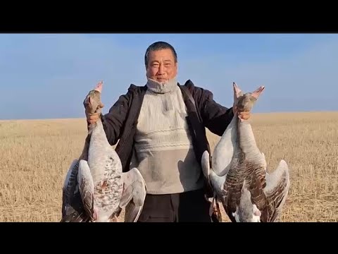 Видео: ОХОТА НА ГУСЯ!!! КРАСИВЫЕ НАЛЕТЫ!! 