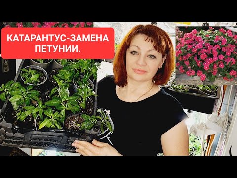 Видео: КАТАРАНТУС- ЗАМЕНА ПЕТУНИИ. РАЗМНОЖАЮ ЧЕРЕНКАМИ. САМЫЙ ЛЁГКИЙ СПОСОБ УКОРЕНИТЬ ЧЕРЕНКИ КАТАРАНТУСА.