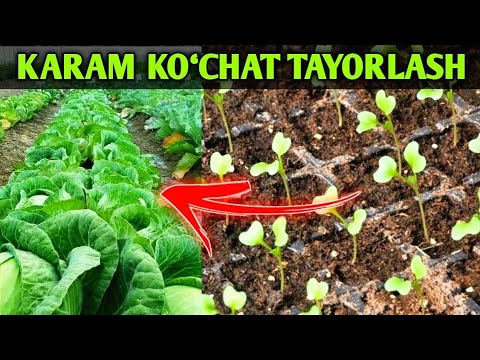 Видео: Карам кўчат тайёрлаш  1-қисим   #bobodexqonlar