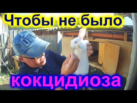 Видео: Кокцидиоз у кроликов!!! Профилактика кокцидиоза!!!