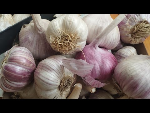 Видео: ЧАСНИК ОЗИМИЙ. РОБИМО ТАК ЩОБ ОТРИМАТИ ГАРНИЙ ВРОЖАЙ🧄🧄🧄🧄🧄