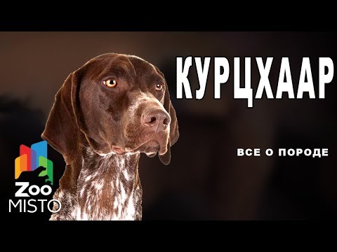 Видео: Курцхаар - Все о породе собаки | Собака породы  курцхаар