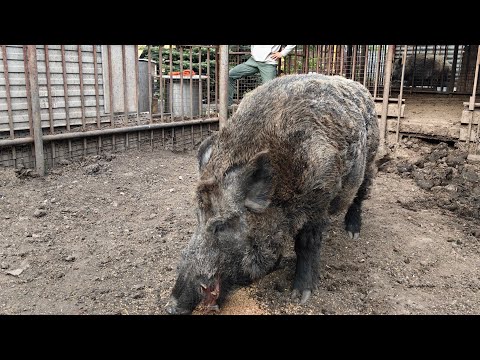 Видео: Фото сессия с Фунтиком  очень опасна!!!!