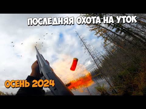 Видео: Последняя осенняя охота на уток 2024