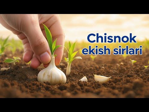 Видео: 8- Қисм Саримсоқ Чеснок экиш сирлари. 