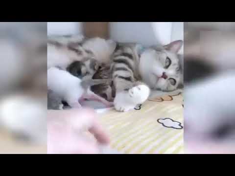 Видео: Смешные звери / смешные животные - коты, попугаи, собаки