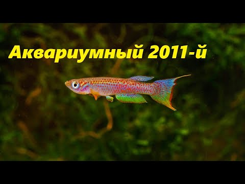 Видео: Аквариумная ретроспектива. Год 2011-й