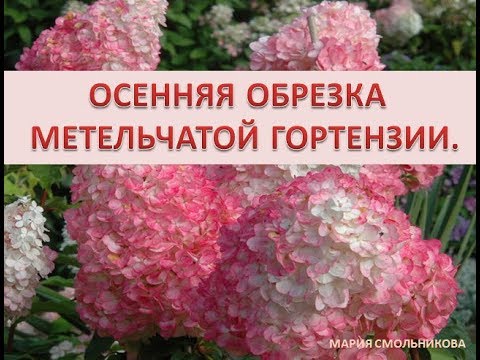 Видео: Осенняя обрезка метельчатой гортензии.