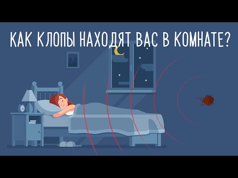 Видео: Как клопы находят человека в квартире