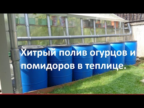 Видео: Новый способ полива огурцов и помидоров в теплице. Метод огородника любителя Хитрость хобби садовода