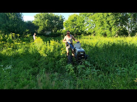 Видео: Прополка жутко заросшей моркови с помощью мотоблока