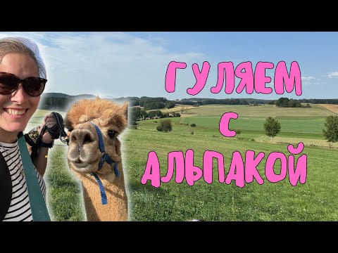 Видео: Прогулка с Альпаками