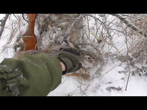 Видео: ИЖ 58 ,Бумажные патроны в деле!Бедствие куропаток и Быстрый Заяц! Охота на зайца по следу .
