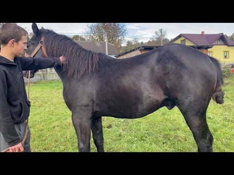 Видео: 💥Володимирівські коні 🐴